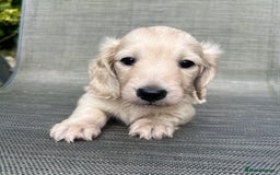 Miniature Dachshund dogs for sale: English Cream KC Reg Dachshund  - Image 1