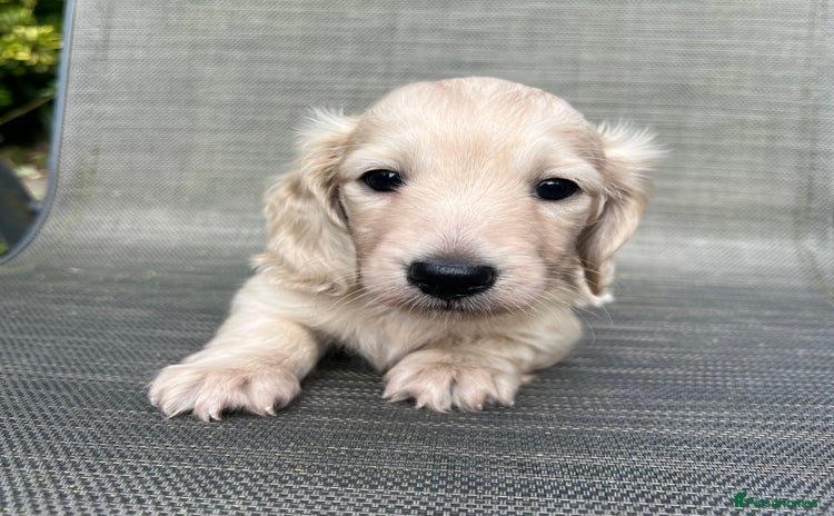 Miniature Dachshund dogs - Advert 1