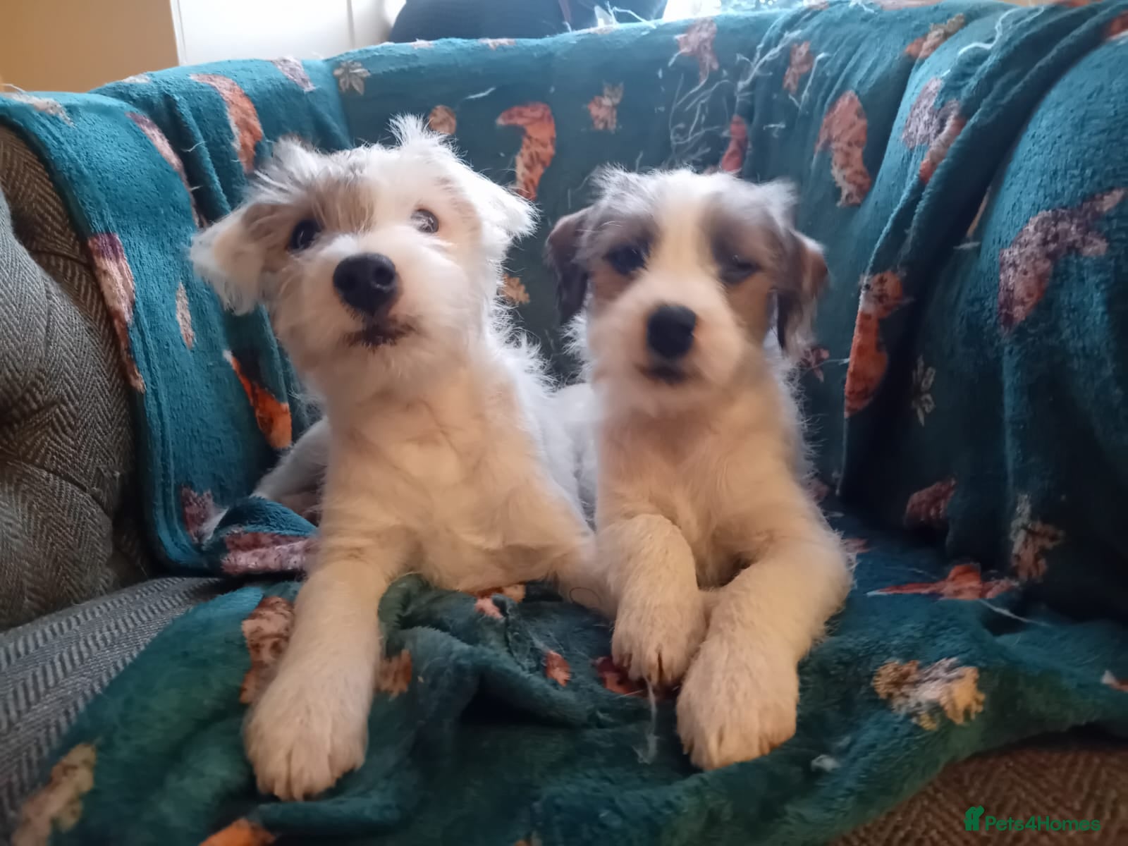 Parson Russell dogs Gorgeous Parson Russell Boy Puppy - Advert 3