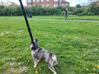 French Bulldog dogs Alfie moon Frenchie stud - Advert 2