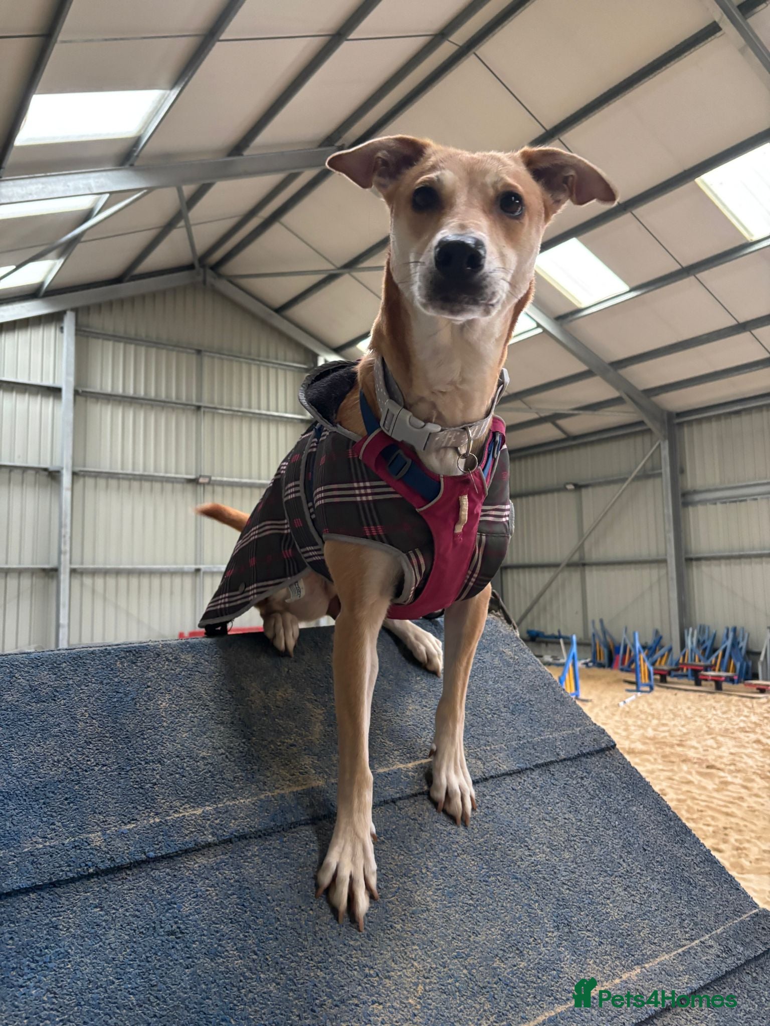 Lurcher dogs Sara  - Advert 5