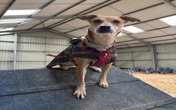 Lurcher dogs for adoption: Sara  - Image 1