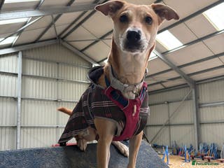 Lurcher dogs Sara - Advert 3