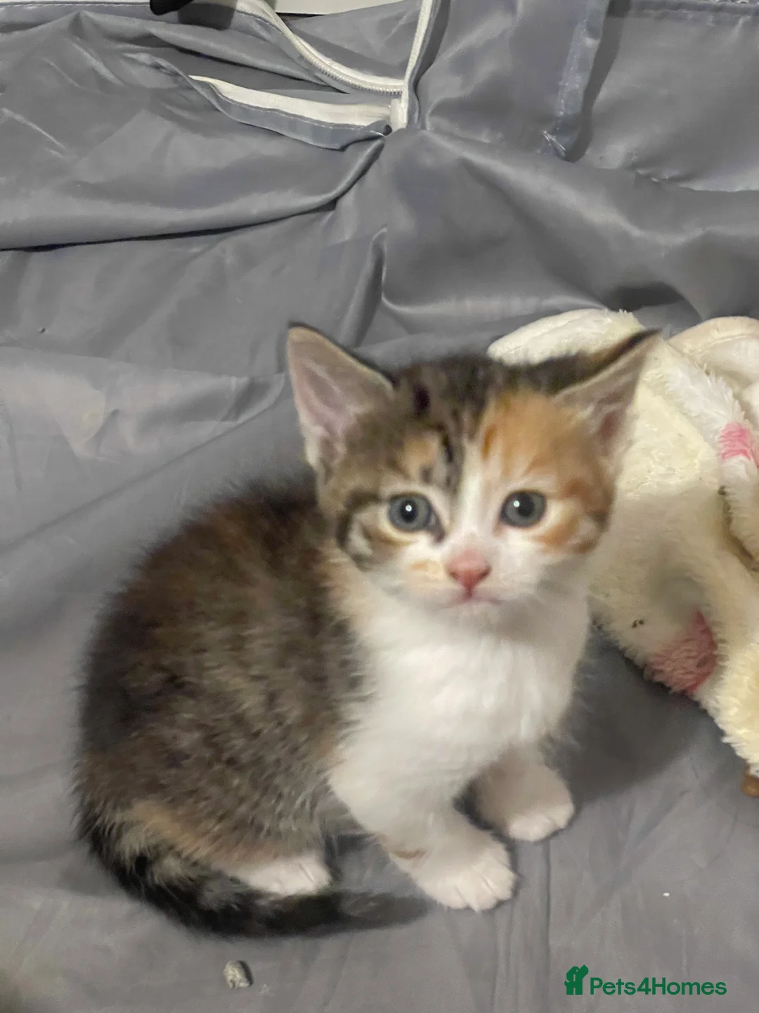 Mixed Breed cats for sale: Beautiful kittens - Advert 4
