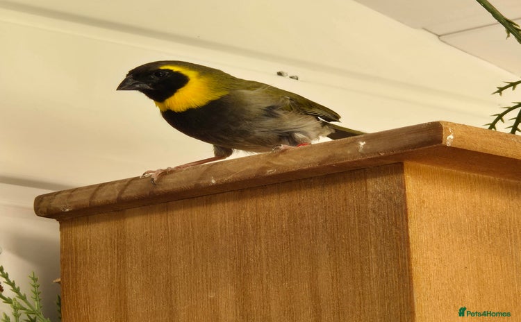 Finches birds - Advert 9