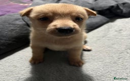 Mixed Breed dogs for sale: 8 beautiful pups  - Image 9