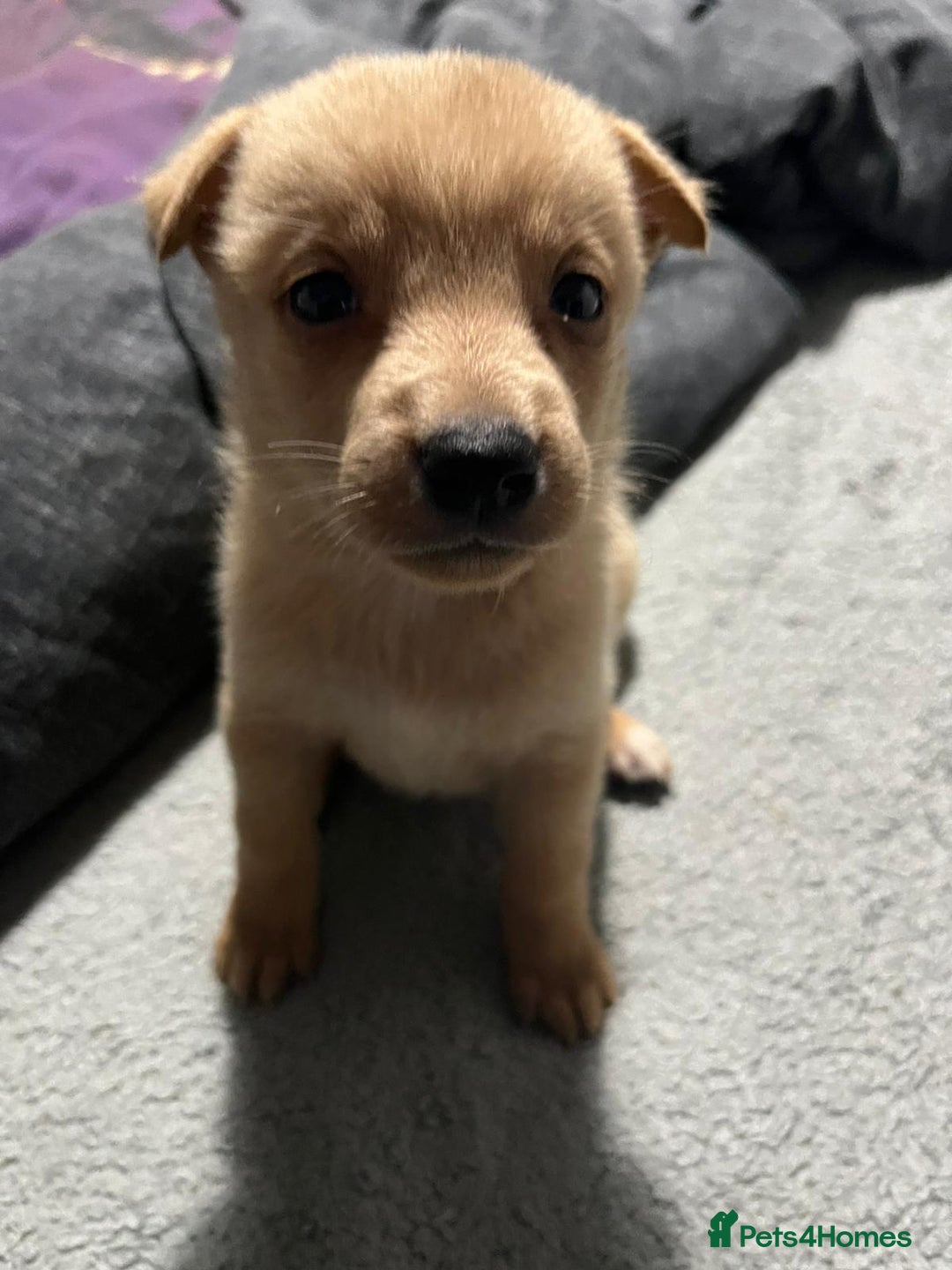 Mixed Breed dogs for sale: 8 beautiful pups  - Image 9