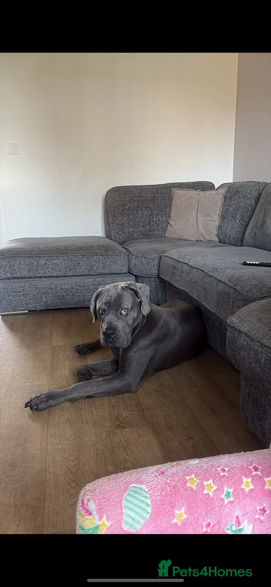 Cane Corso dogs for sale: Cane Corso blue boy for sale - open to offers in Bedford - Advert 3