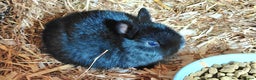 Netherland Dwarf rabbits for sale: Pure Netherland dwarf buck babies.Choc& self Black - Advert 8
