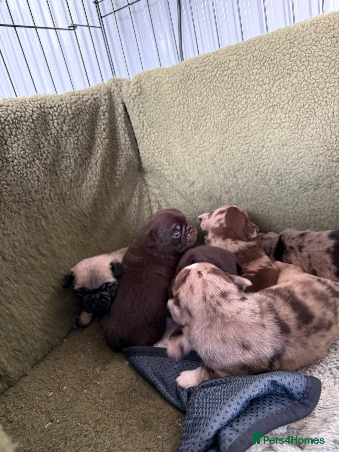 Pug dogs for sale: Merle pugs  - Advert 5