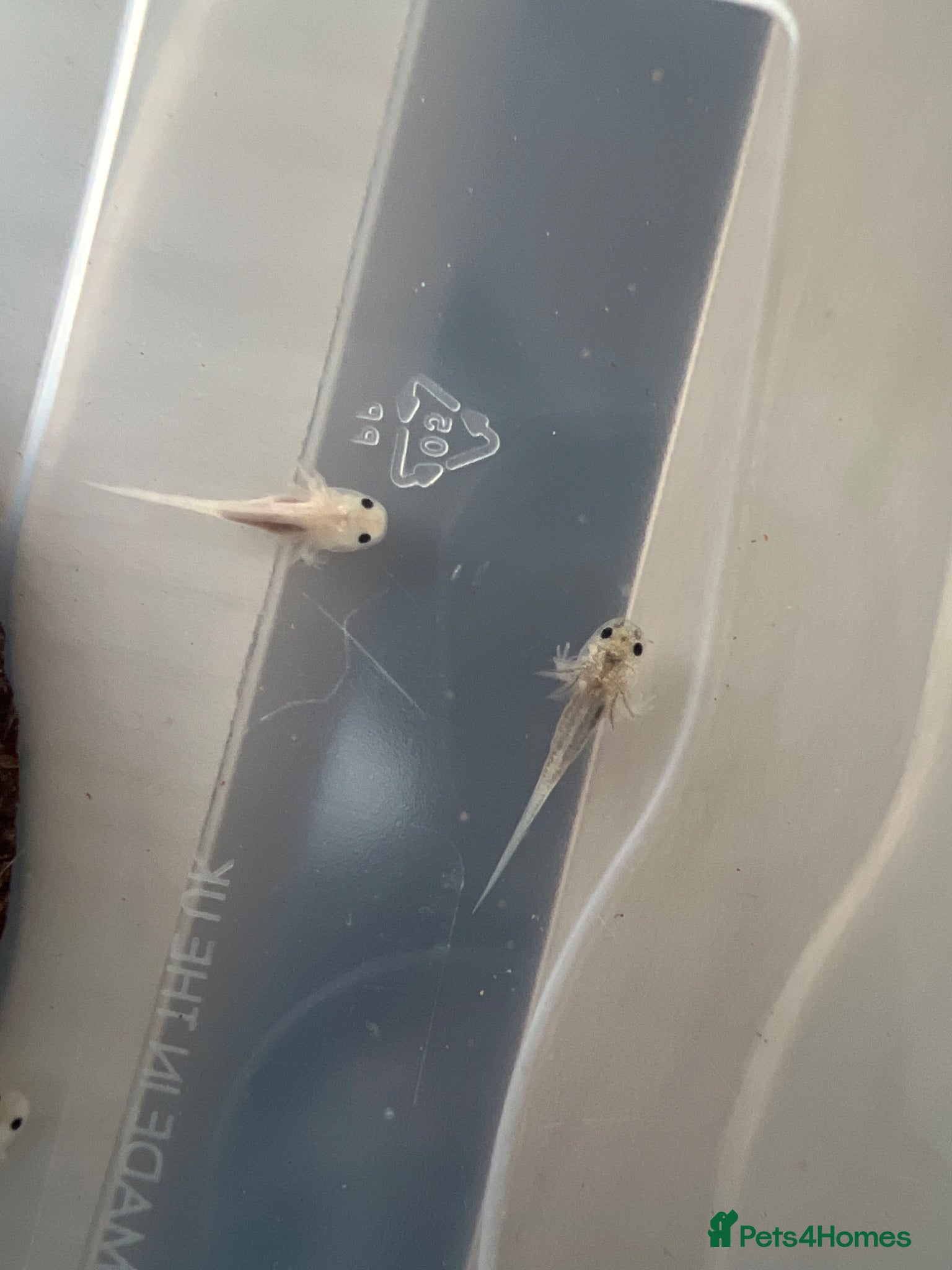 Axolotl reptiles Baby Axolotls  rehoming - Advert 1