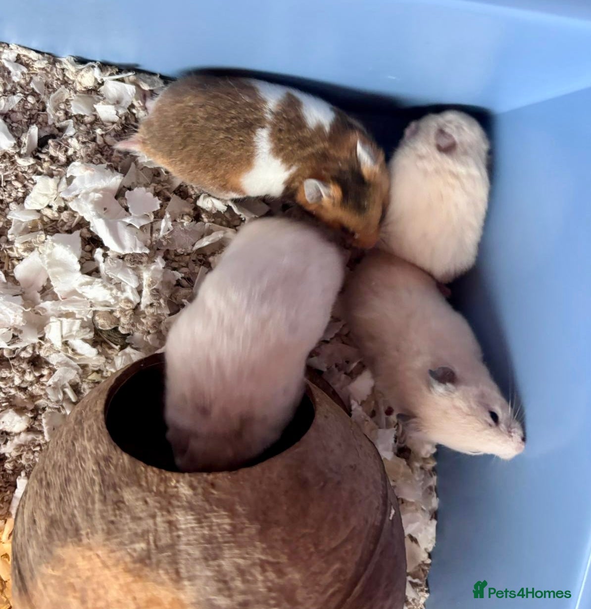 Hamster rodents Baby Syrian Hamsters - Advert 2