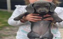 Dachshund dogs for sale: Isabella blue dachshund puppies  - Image 8