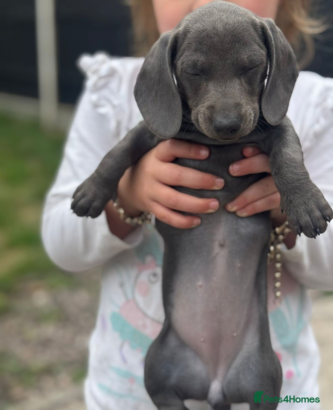 Dachshund dogs for sale: Isabella blue dachshund puppies  - Image 8