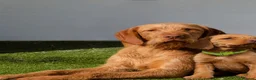 Hungarian Vizsla dogs for sale: Hungarian Wirehaired Vizsla Puppies - Advert 5