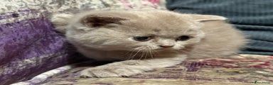 British Shorthair Kitten 2