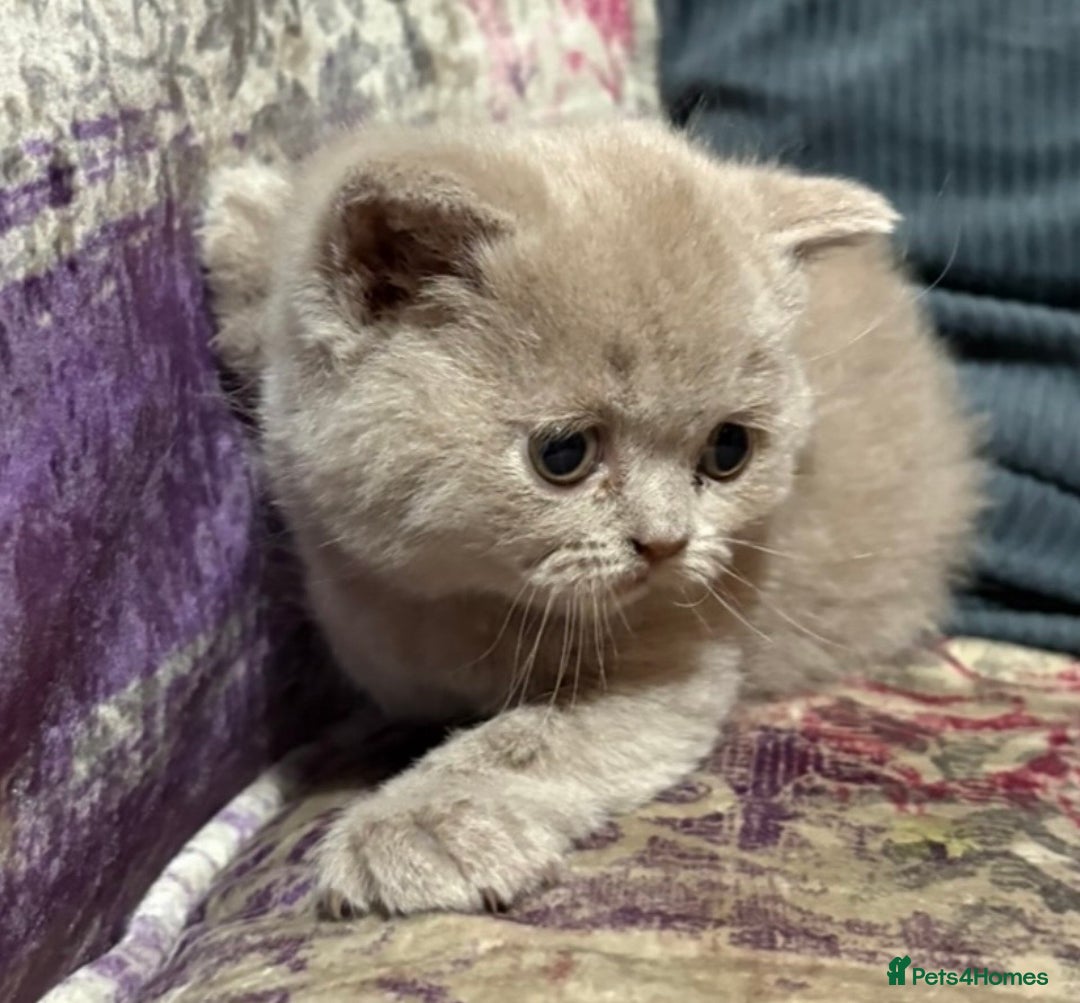British Shorthair cats for sale: Gorgeous British Shorthair Kittens - Advert 5