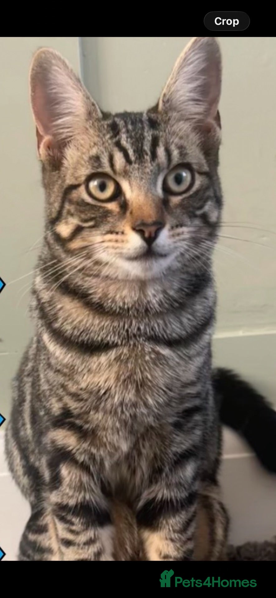 Mixed Breed cats 7-Month-Old Male tabby cat neutered & microchipped - Advert 5