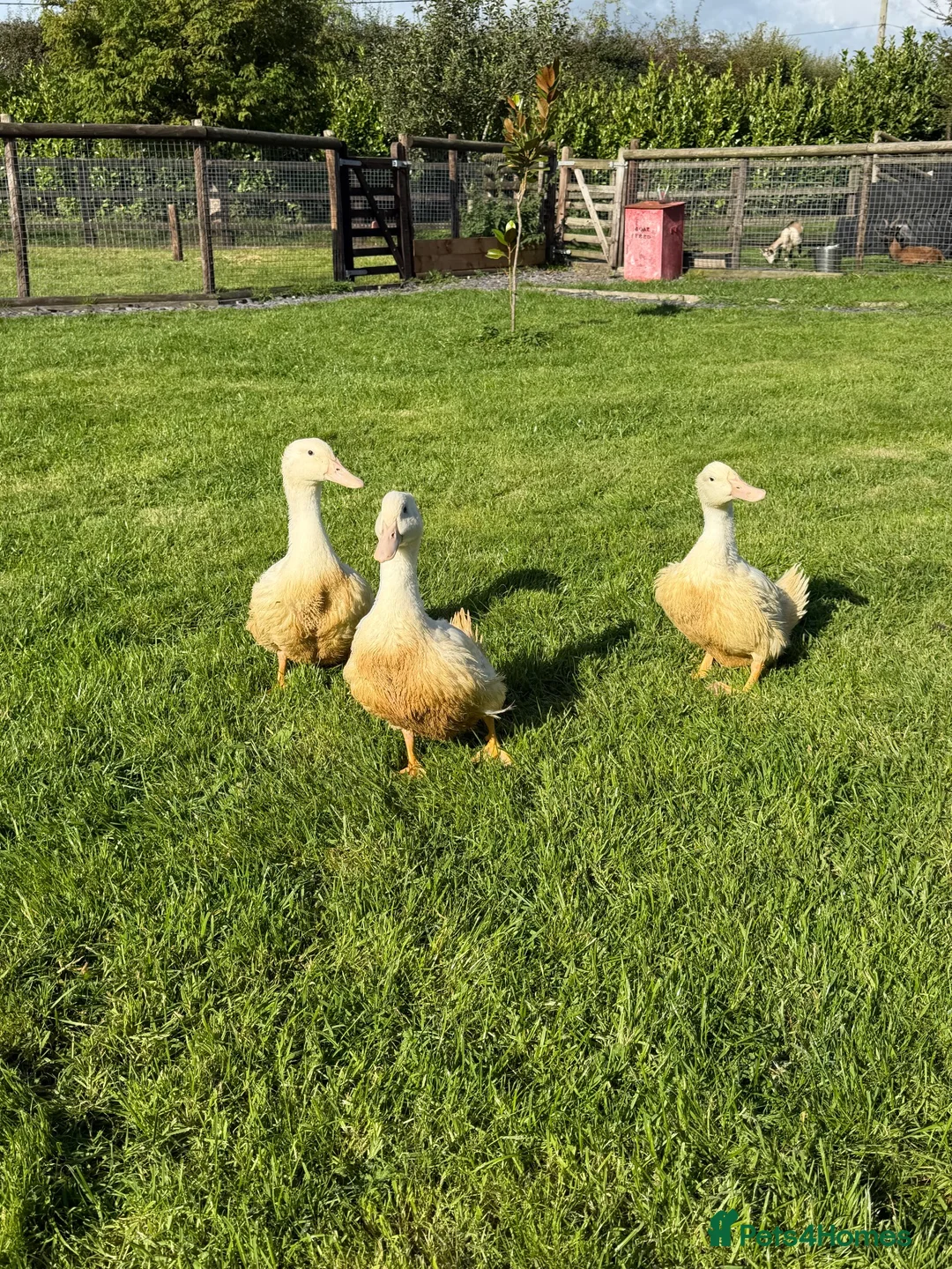Ducks poultry for sale: Pekin Ducks in Tarporley - Advert 3