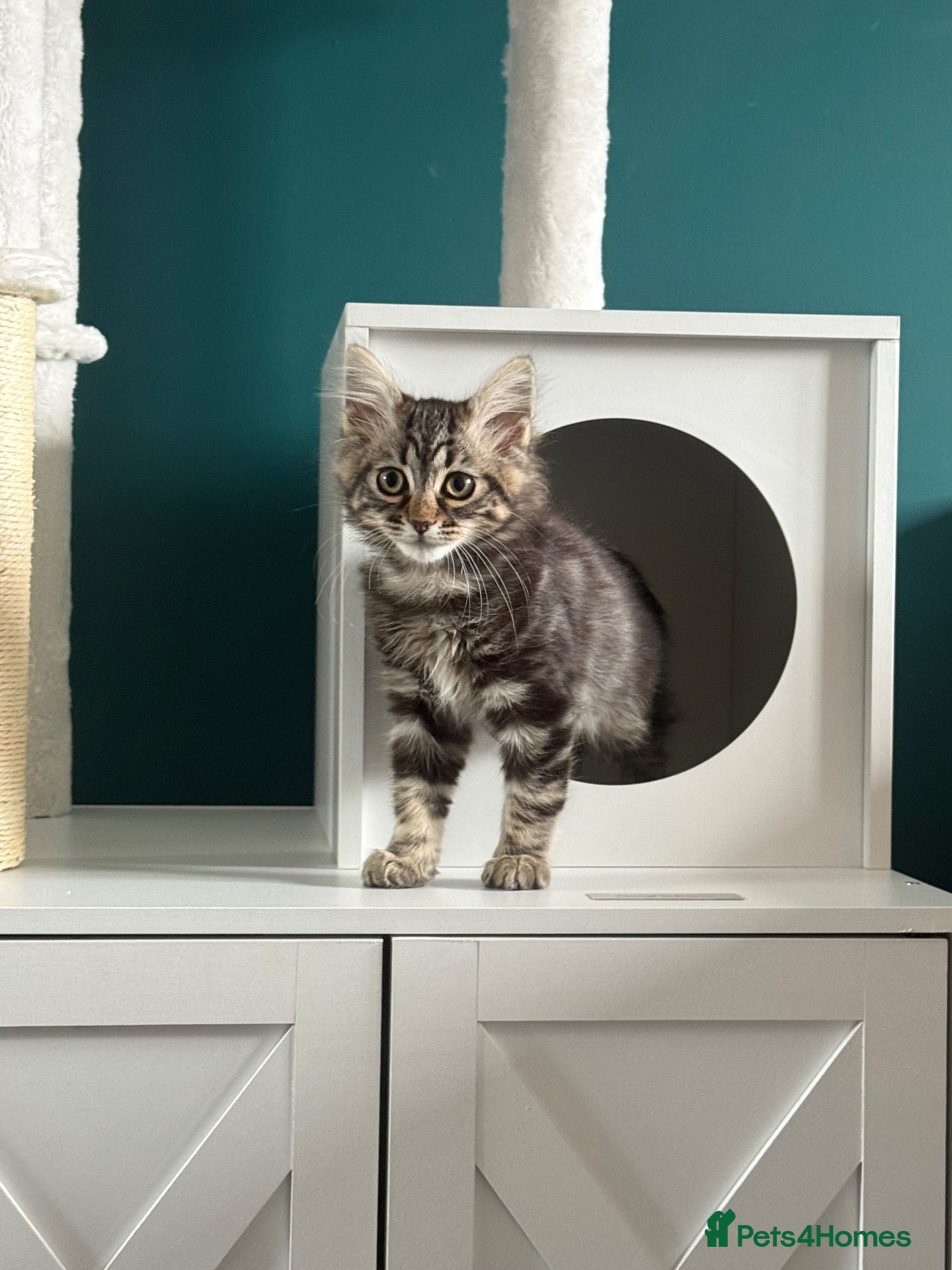 Mixed Breed cats for sale: Chicken - Bengal x British Longhair 🐾🐈‍⬛ - Advert 13