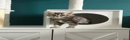 Mixed Breed cats for sale: Chicken - Bengal x British Longhair 🐾🐈‍⬛ in Dewsbury - Advert 1