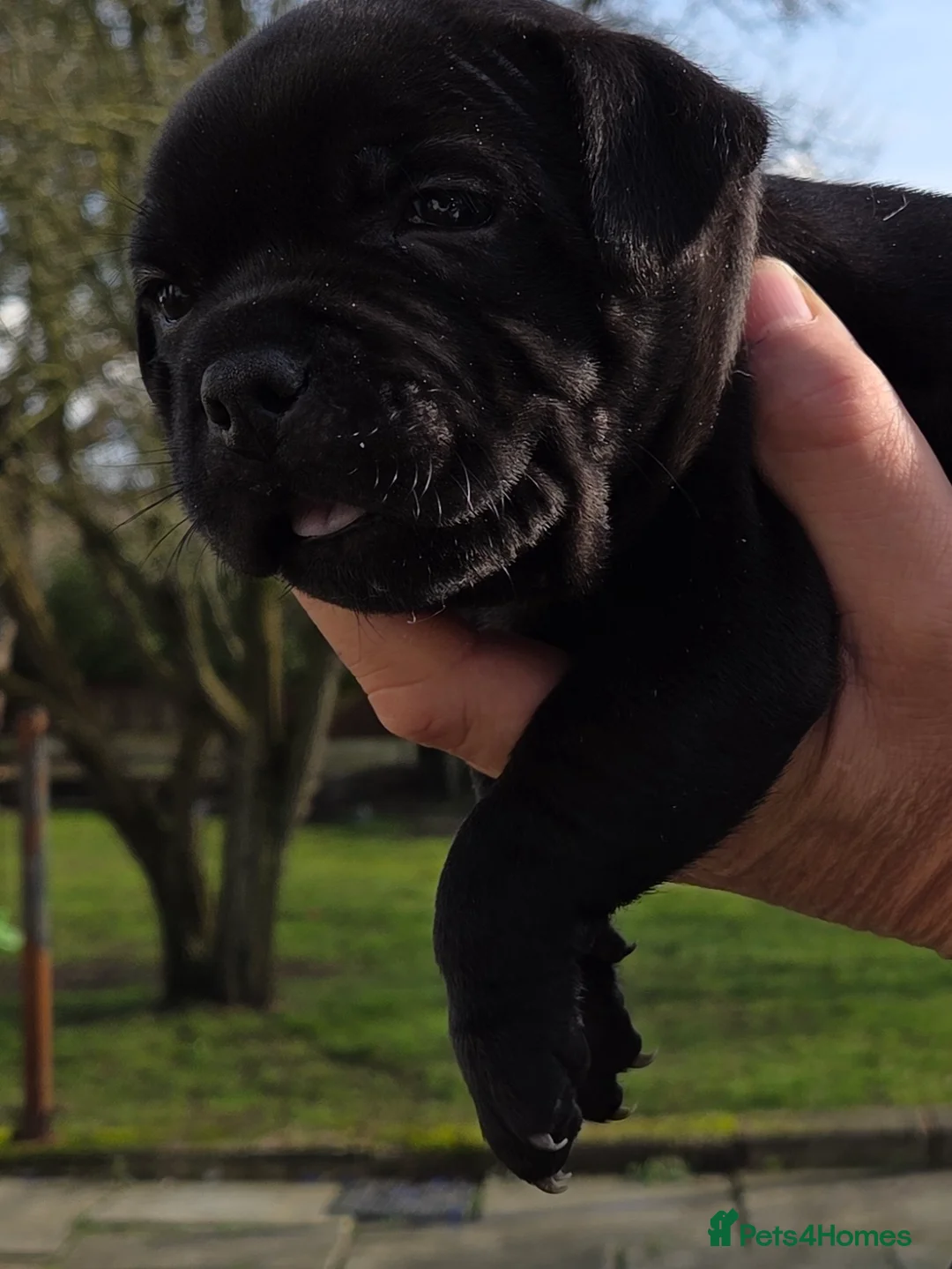 Staffordshire Bull Terrier dogs for sale: Black Staffordshire Puppy **OUTSTANDING PEDIGREE** - Advert 7