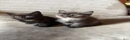 Maine Coon cats for sale: 5 half Maine coone kittens ready to go  - Advert 7