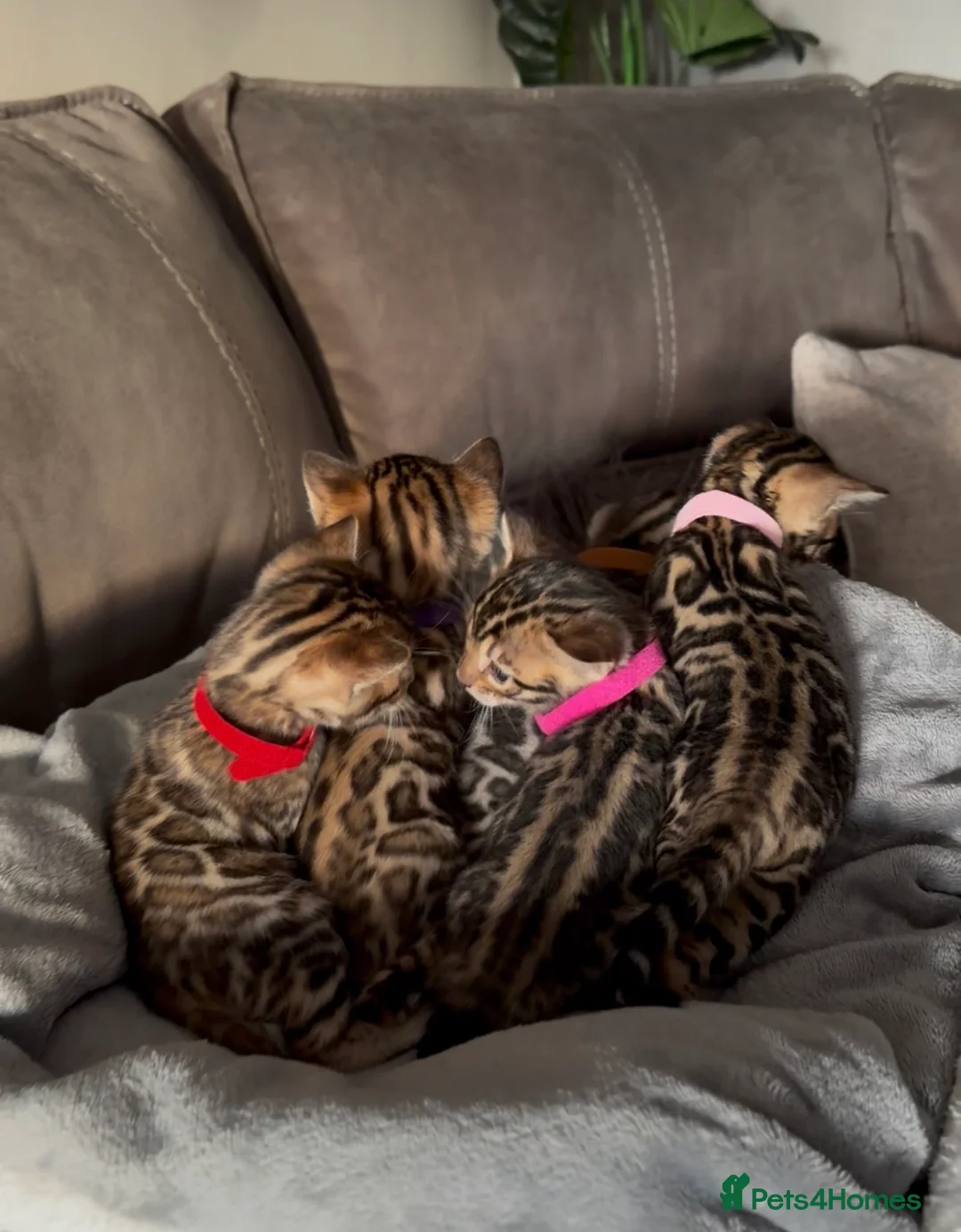 Bengal cats for sale: Beautiful Pedigree Bengal kittens for sale  - Advert 28