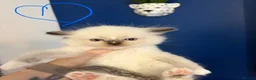 Ragdoll cats for sale: Beautiful kittens ready now  - Advert 9