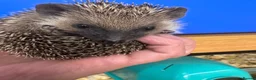 Pygmy Hedgehog rodents for sale: Stunning tame babies ready with/without set up  - Advert 8