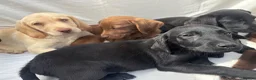 Labrador Retriever dogs for sale: Gorgeous Labrador puppies  - Advert 6