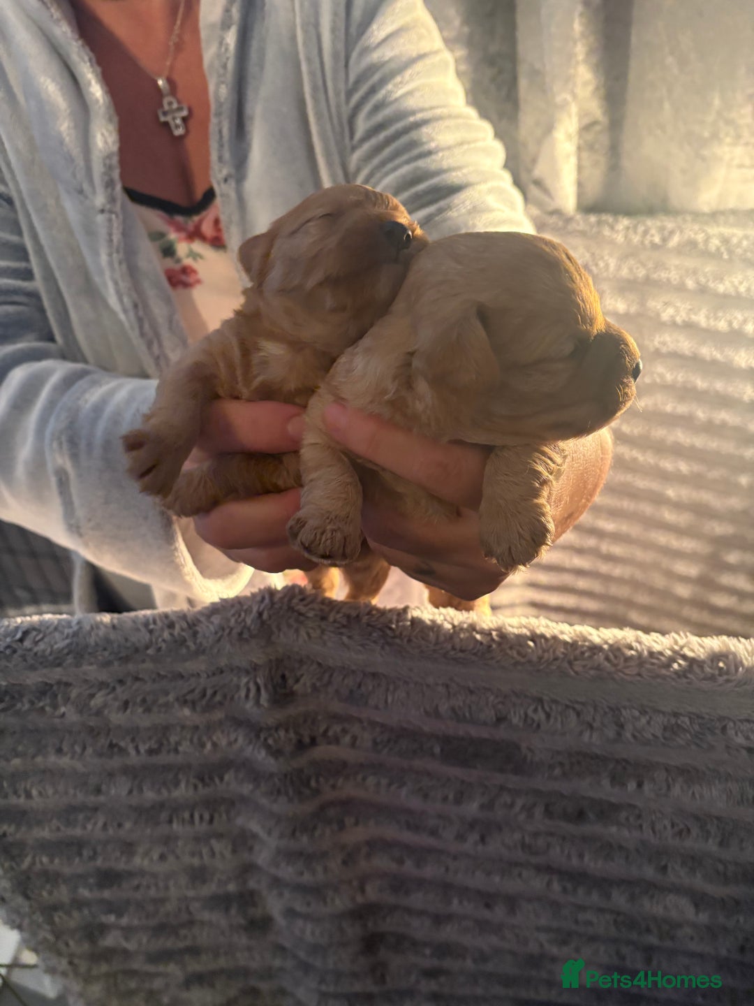 Cavapoochon dogs for sale: Cavapoochon puppies  - Image 7