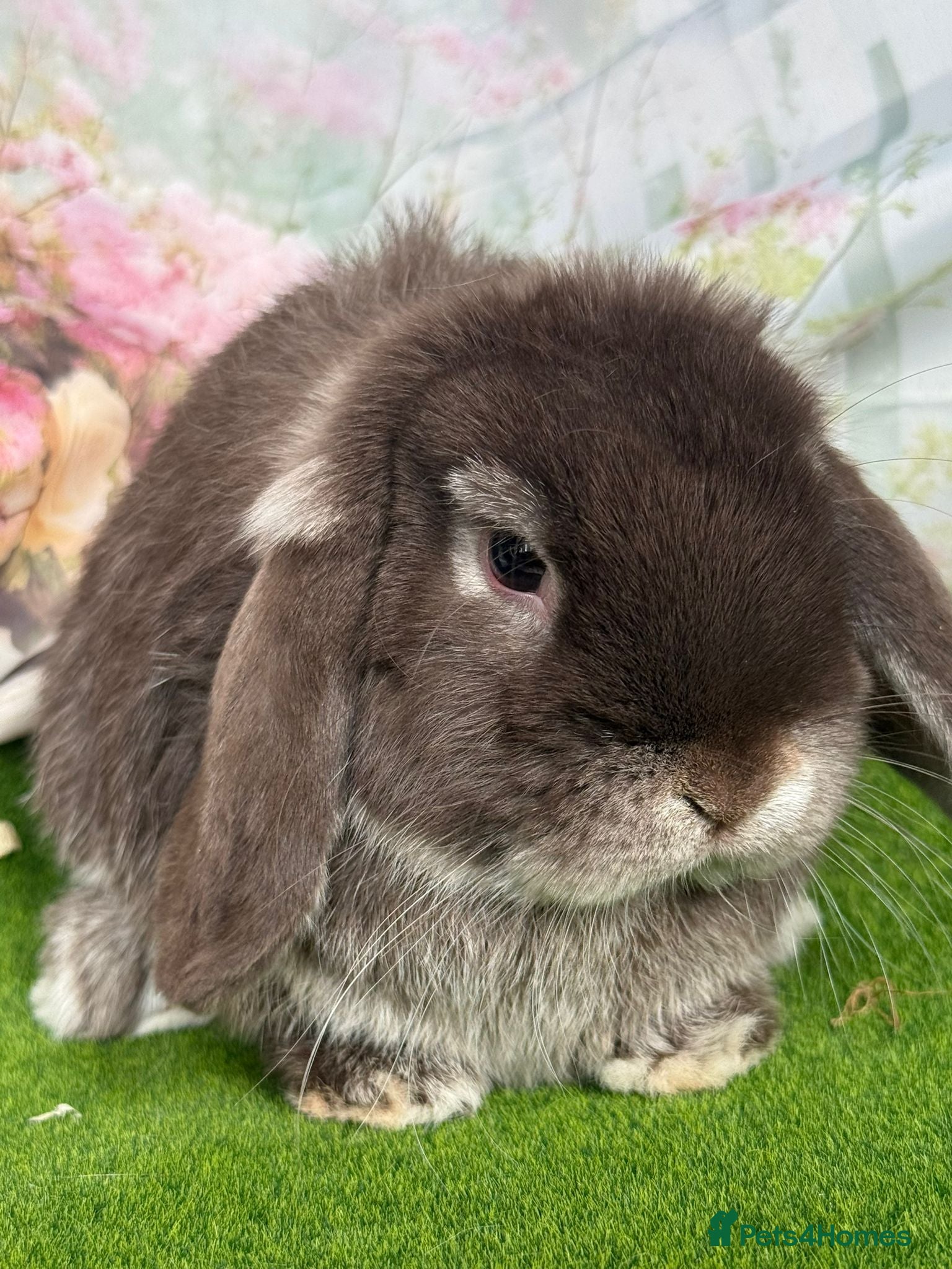 Mini Lop rabbits Chocolate fox mini lop buck  - Advert 3