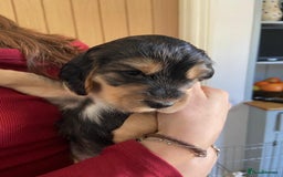 Cocker Spaniel dogs for sale: Cocker Spaniel Puppy - Male - Black/Tan Colour - Image 2