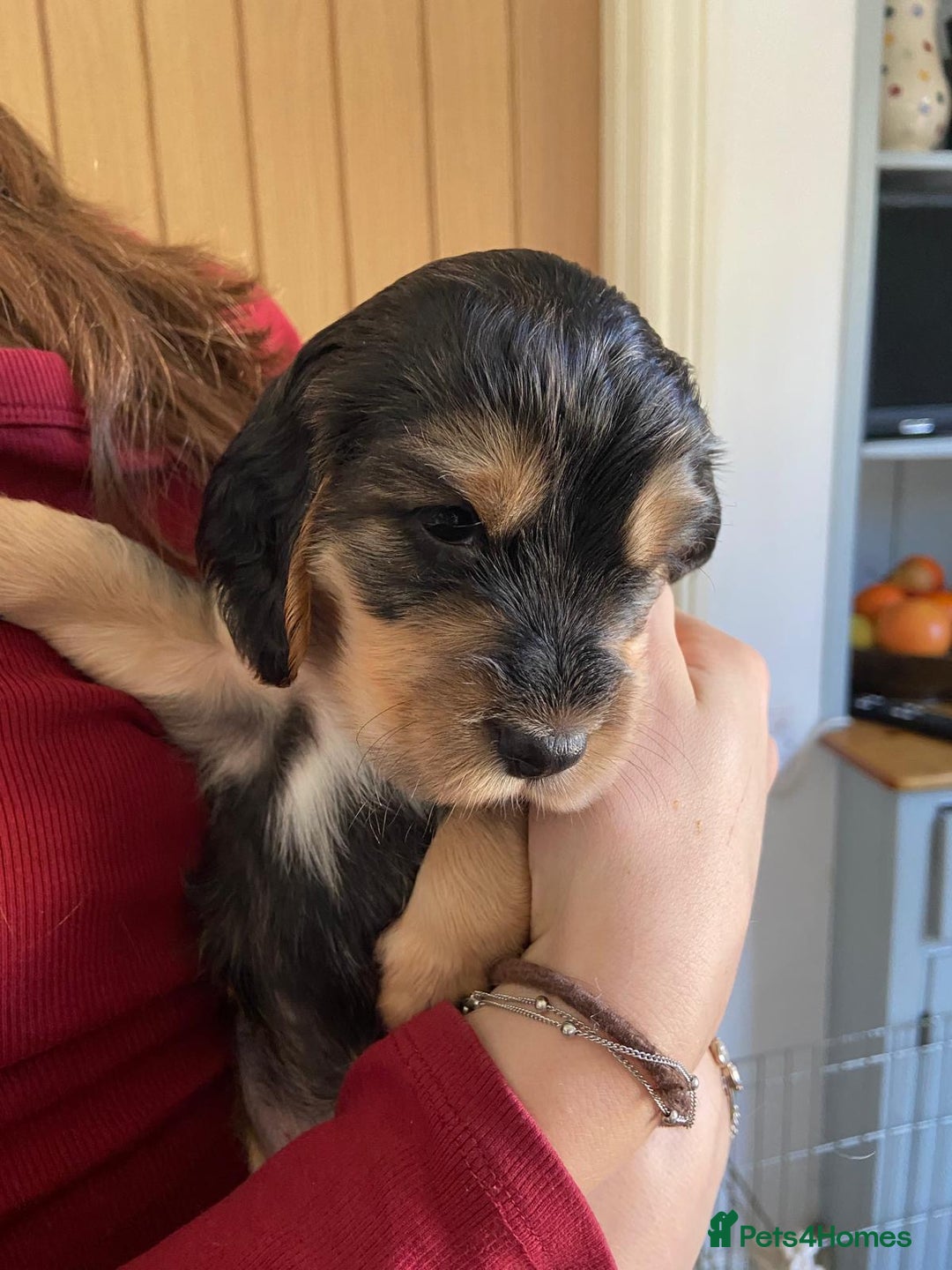 Cocker Spaniel dogs for sale: Cocker Spaniel Puppy - Male - Black/Tan Colour - Image 2