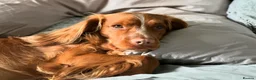 Cocker Spaniel dogs for stud: Beautiful working cocker for stud in Barnsley - Advert 8