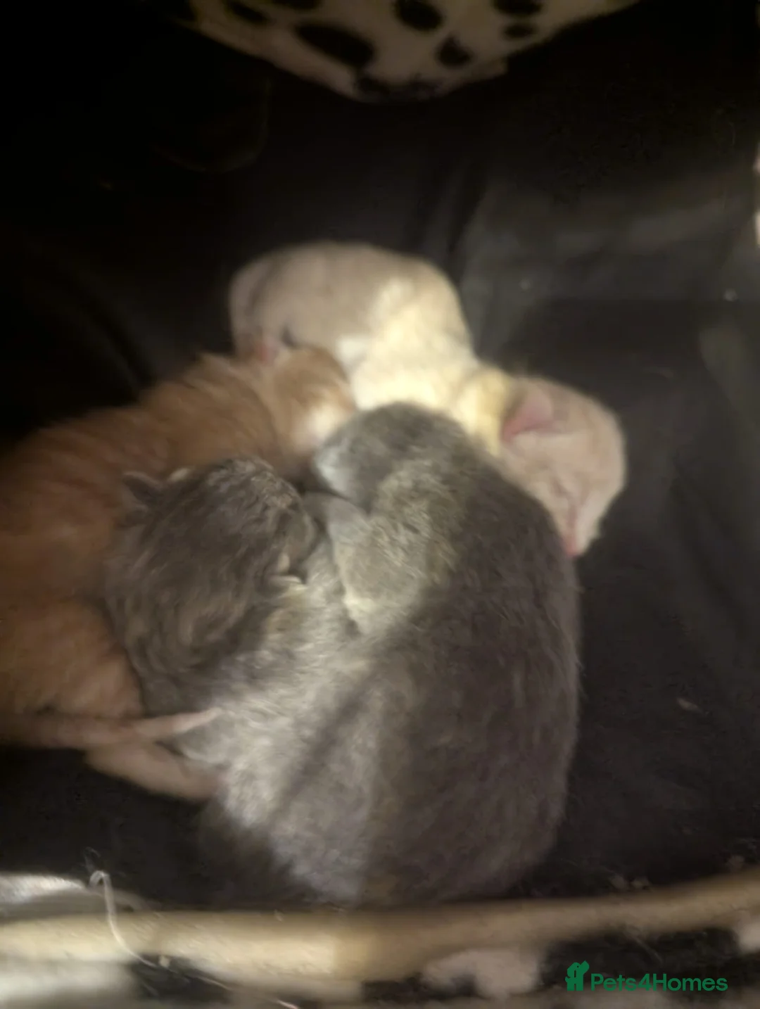 Mixed Breed cats for sale: 4 beautiful kittens for sale available 4th May  in Eastbourne - Advert 17