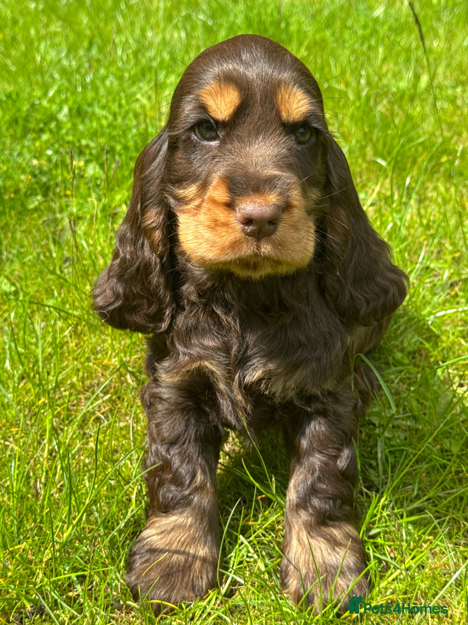 Cocker Spaniel dogs BEAURIUFL KC REG HEALTH TESTER COCKER SPANIELS  - Advert 1