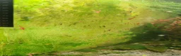 Shrimps fish for sale: Tropical Shrimp tanks + setup in Scunthorpe - Advert 3