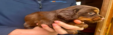 Cocker Spaniel 8