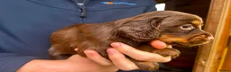 Cocker Spaniel dogs for sale: Champion Bred Litter of Working Cocker Spaniels  - Advert 20