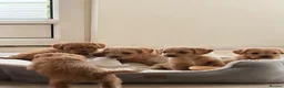 Mixed Breed dogs for sale: Beautiful Westiepoo Puppies - Advert 6