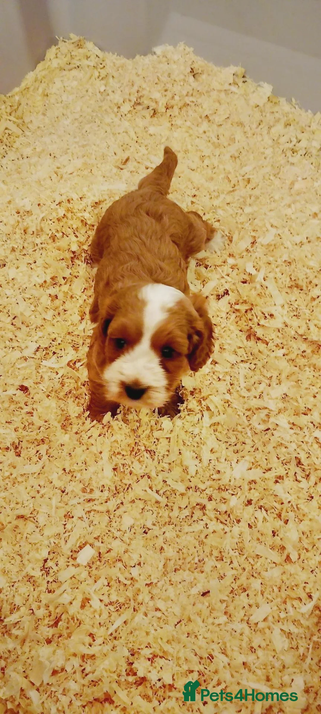 Cockapoo dogs for sale: Cockapoo puppies  - Advert 2