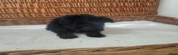 Jackapoo dogs for sale: F1b toy jackapoo puppies  - Advert 3