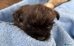 Cairn Terrier dogs for sale: CAIRN TERRIER PUPPIES - Advert 15