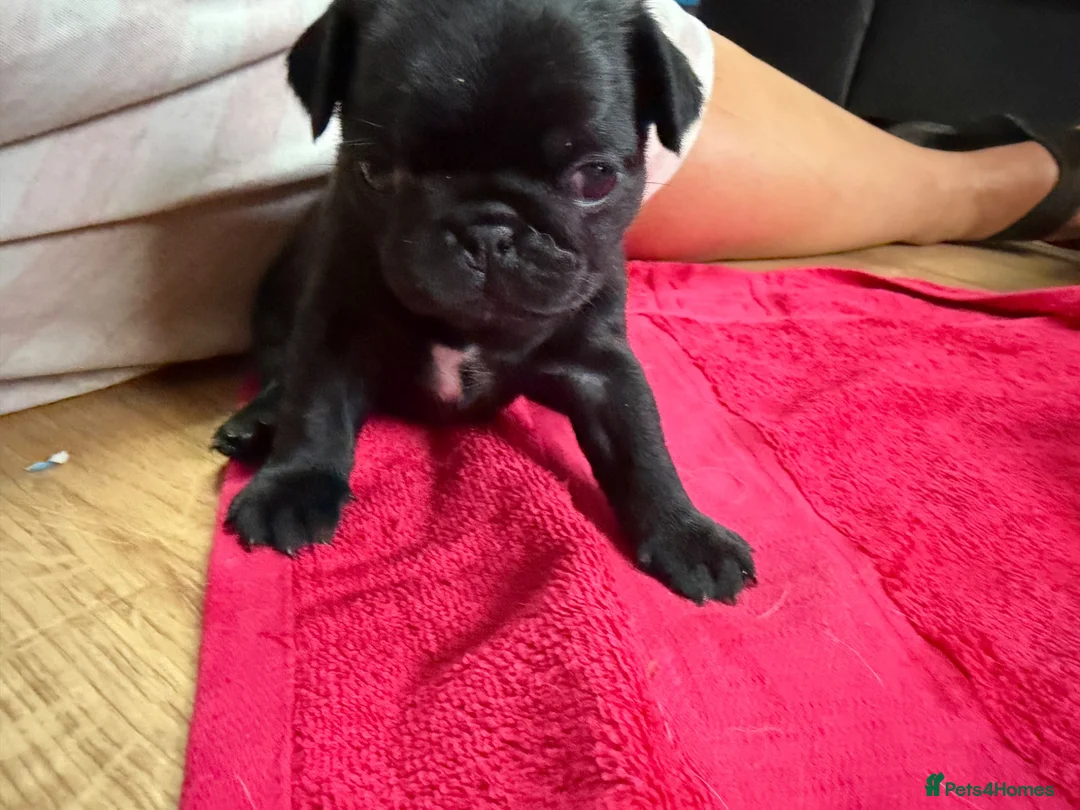 Pug dogs for sale: Kc registered Pug puppies for sale  in Plymouth - Advert 3