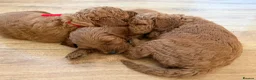 Mini Goldendoodle dogs for sale: Mini goldendoodle puppy’s ✨licensed breeder  - Advert 4