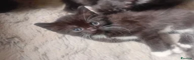 Persian 6