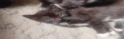 Persian cats for sale:  8 Persian kittens, Blue, Black and Black & White. - Advert 25