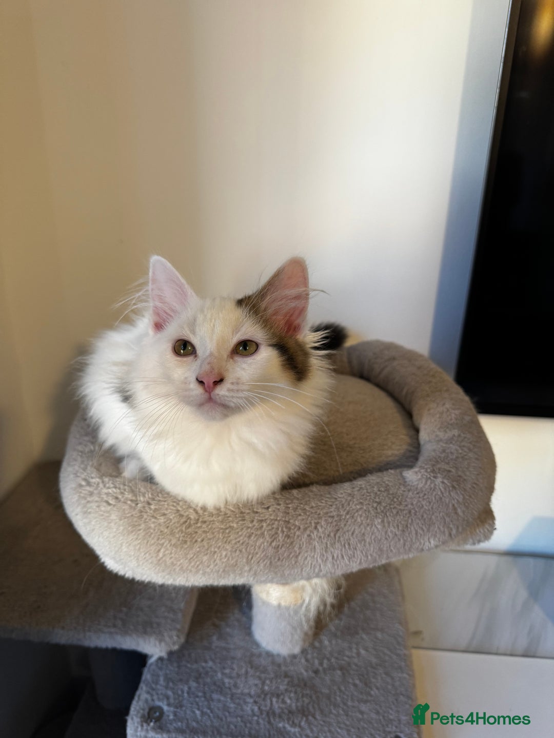Mixed Breed cats for sale: Beautiful Ragdoll Kittens  - Advert 4